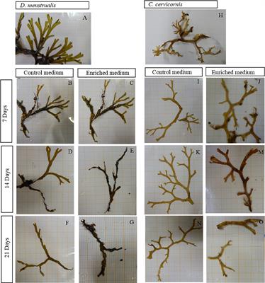 Influence of laboratory conditions on two species Dictyotaceae family (Phaeophyceae): Diterpenoid profile and physiological response